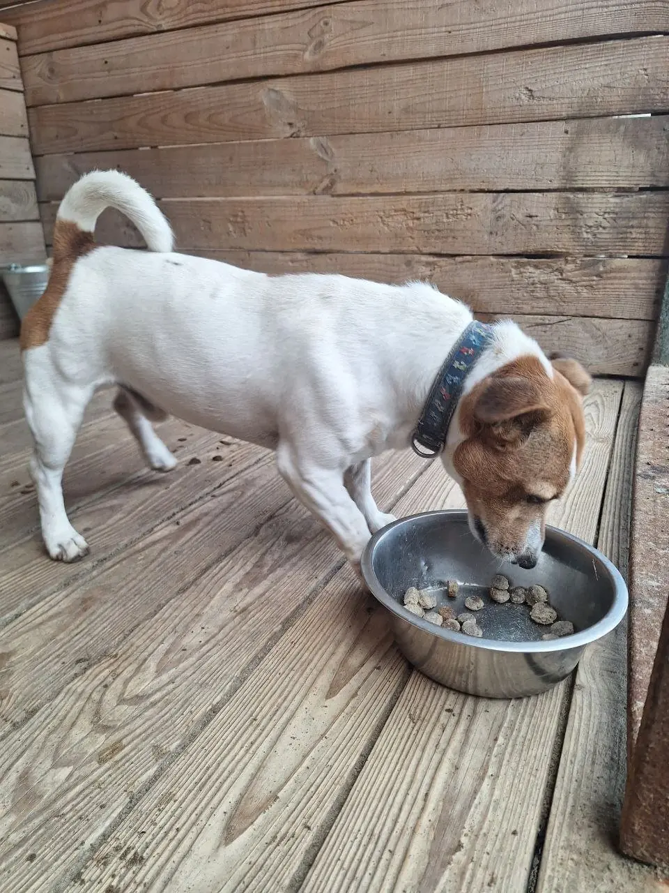 A white and tan terrier eating dry food from a steel bowl on a wooden floor